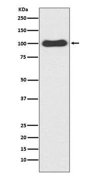CDC5 CDC5L Rabbit Monoclonal Antibody