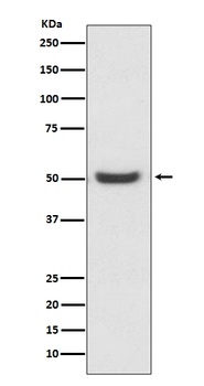 PDIA6/Erp5 Rabbit Monoclonal Antibody