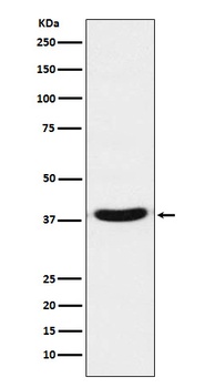 VPS26 VPS26A Rabbit Monoclonal Antibody