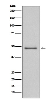 MEK5 Rabbit Monoclonal Antibody