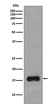 Anti-TOMM20/Tom20 Rabbit Monoclonal Antibody