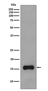 TOMM20/Tom20 Rabbit Monoclonal Antibody