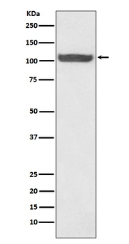Hsp105 Rabbit Monoclonal Antibody