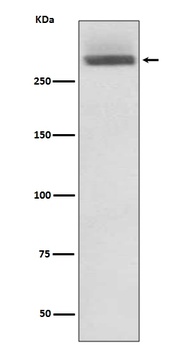 LAMA3/Laminin 5 Rabbit Monoclonal Antibody