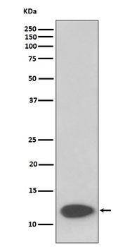 FKBP12 Rabbit Monoclonal Antibody