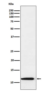 Thioredoxin 2 Rabbit Monoclonal Antibody