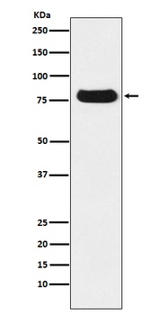 Nuclear Matrix Protein p84 Rabbit Monoclonal Antibody