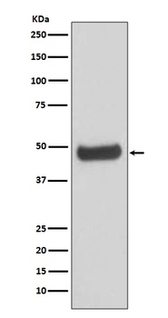 PKA 2 beta PRKAR2B Rabbit Monoclonal Antibody