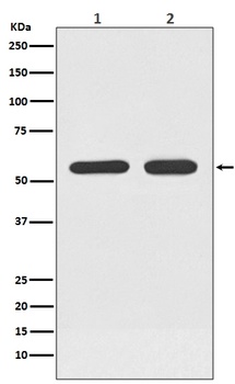 ATF7 Rabbit Monoclonal Antibody