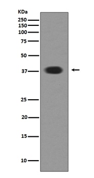 Anti-Musashi 1 MSI1 Rabbit Monoclonal Antibody
