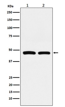 FDFT1 Monoclonal Antibody