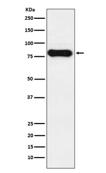 IGHD Monoclonal Antibody