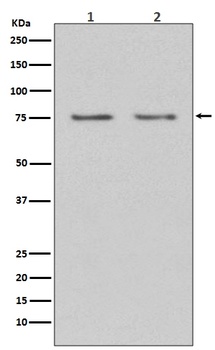 HDAC10 Rabbit Monoclonal Antibody