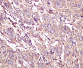 Anti-Caspase 5 CASP5 Rabbit Monoclonal Antibody