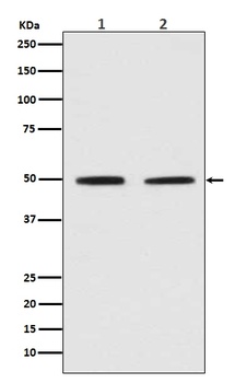 Pygopus 2 Rabbit Monoclonal Antibody