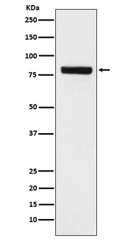 SEC23 Rabbit Monoclonal Antibody