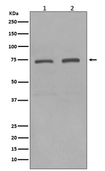 Anti-KIFC1 Rabbit Monoclonal Antibody