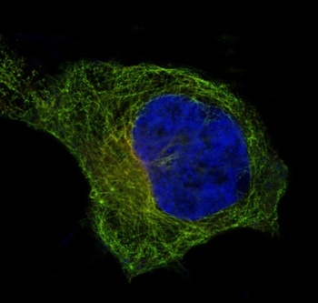 Anti-beta I Tubulin TUBB1 Rabbit Monoclonal Antibody