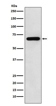 WASL Rabbit Monoclonal Antibody