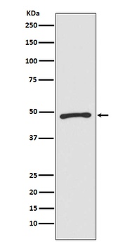 Zic1 Rabbit Monoclonal Antibody