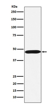 ACTL6A Rabbit Monoclonal Antibody