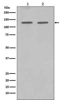GM130 GOLGA2 Rabbit Monoclonal Antibody