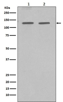Anti-GM130 GOLGA2 Rabbit Monoclonal Antibody