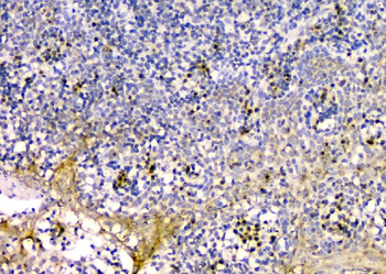 Anti-GM130 GOLGA2 Antibody (monoclonal, 6D4)