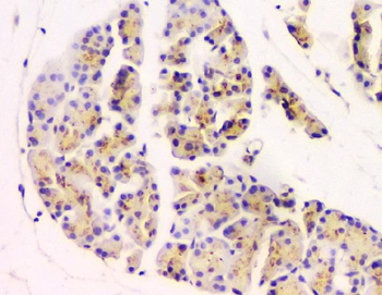 Anti-GM130 GOLGA2 Antibody (monoclonal, 6D4)