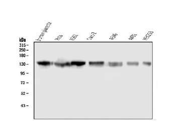 Anti-GM130 GOLGA2 Antibody (monoclonal, 6D4)
