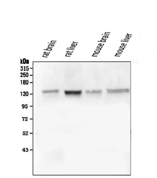 Anti-GM130 GOLGA2 Antibody (monoclonal, 6D4)