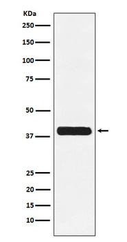 Glycophorin C GYPC Monoclonal Antibody