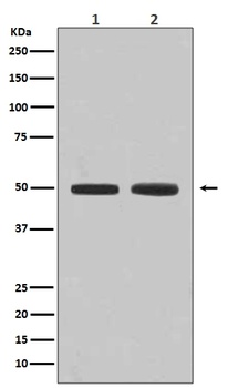 Anti-Flotillin 1 FLOT1 Rabbit Monoclonal Antibody