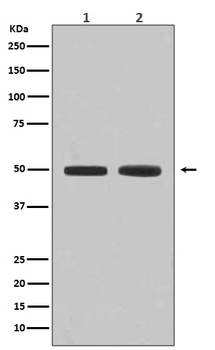 Flotillin 1 FLOT1 Rabbit Monoclonal Antibody