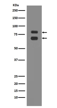 Anti-ASH2L Rabbit Monoclonal Antibody