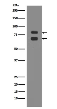 ASH2L Rabbit Monoclonal Antibody