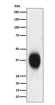 CD53 Rabbit Monoclonal Antibody