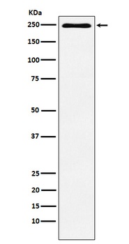 Plexin A1 Rabbit Monoclonal Antibody