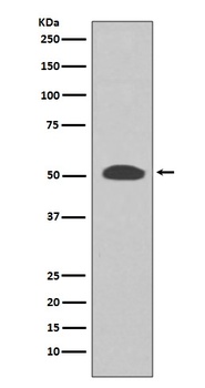 PI 3 Kinase p55 gamma PIK3R3 Rabbit Monoclonal Antibody