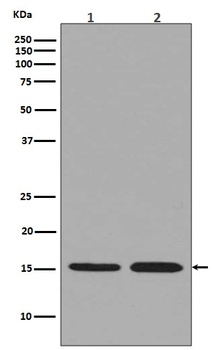 Histone H3.3 H3F3A Rabbit Monoclonal Antibody