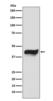 IKB epsilon NFKBIE Rabbit Monoclonal Antibody