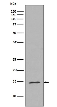 Histone H2B (mono methyl R79)/HIST2H2BE Rabbit Monoclonal Antibody