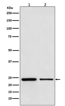 TBPL1 Monoclonal Antibody
