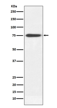 IGHM Rabbit Monoclonal Antibody