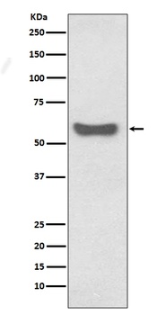 Zg1 Rabbit Monoclonal Antibody