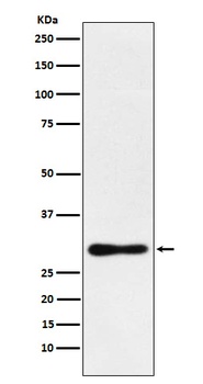 DDAH2 Rabbit Monoclonal Antibody