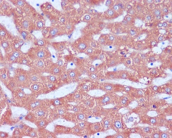 KDEL Rabbit Monoclonal Antibody