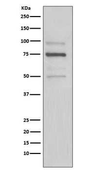 KDEL Rabbit Monoclonal Antibody