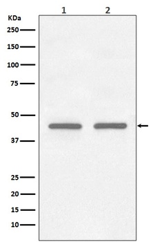 FNTB Rabbit Monoclonal Antibody