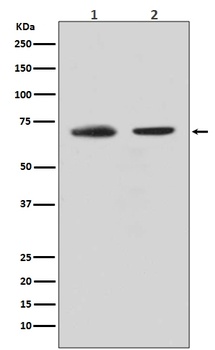 CDC40 Rabbit Monoclonal Antibody